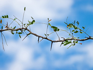 Black locust branch with thorns against cloudy sky