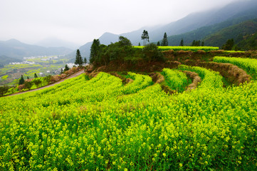 Wuyuan rape in full bloom landscape