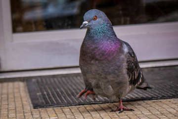 Colorful Pigeon dancing