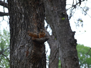 Red Squirrel sitting on tree knot eating.