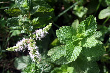 Mint with flowers