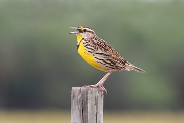Obraz premium Eastern Meadowlark (Sturnella magna)