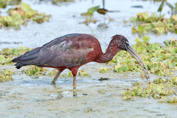 Glossy Ibis in Marsh Eating a Snail