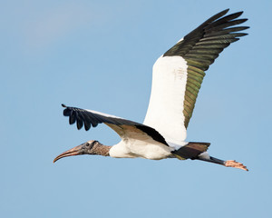 Wood Stork in Flight Against Blue Sky