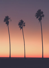 Silhouette of palm trees on beach at sunset, Vintage tone.