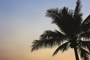Fototapeta na wymiar coconut trees and beautiful sky with space for text