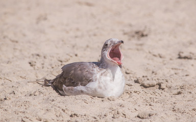 Seagulls are playing or relaxing on a sand beach