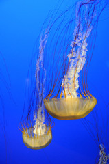 Graceful jellyfish swimming in an aquarium. Colorful sea creature on vivid blue background.