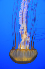 Graceful jellyfish swimming in an aquarium. Colorful sea creature on vivid blue background.