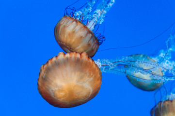 Graceful jellyfish swimming in an aquarium. Colorful sea creature on vivid blue background.