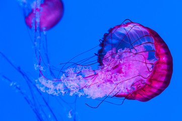 Graceful jellyfish swimming in an aquarium. Colorful sea creature on vivid blue background.
