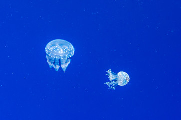 Naklejka na ściany i meble Graceful jellyfish swimming in an aquarium. Colorful sea creature on vivid blue background.