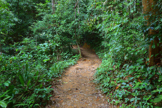 Fototapeta Trail in tropical forest