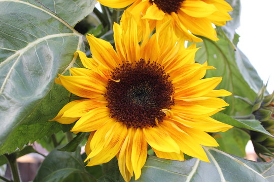 Bright yellow sunflower