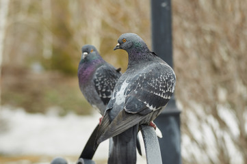 Pigeons in the city park