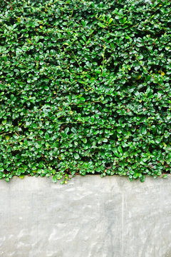 Beautiful green tooth brush tree is beside the wall © thananya_k