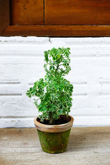 tree in pot on wall of white brick for background