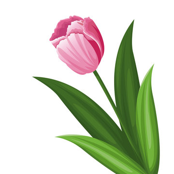pink tulip flower decoration vector illustration eps 10