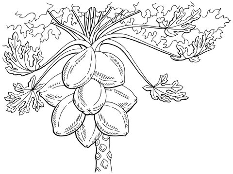 Papaya fruit tree graphic black white isolated sketch illustration vector