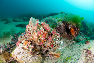 Colorful coldwater reef in the deep of East Sea