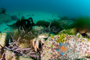 Crab on the rock in the deep of East Sea © kondratuk