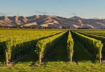 Fotobehang Wijngaard Nieuw-Zeelandse wijngaarden bij zonsondergang met kopieerruimte