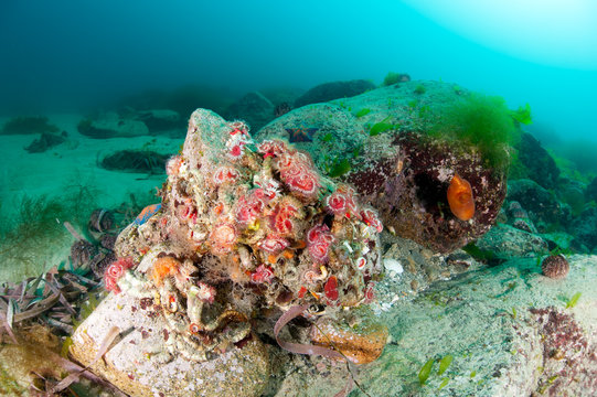 Fototapeta Colorful coldwater reef in the deep of East Sea