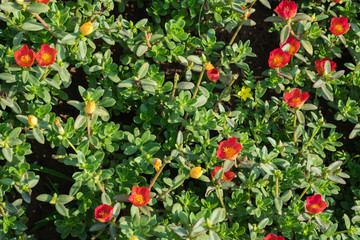Red and Yellow of Common Purslane flowers