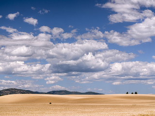 Fototapeta na wymiar Blue Sky Scattered Clouds Above Open Wheat Field