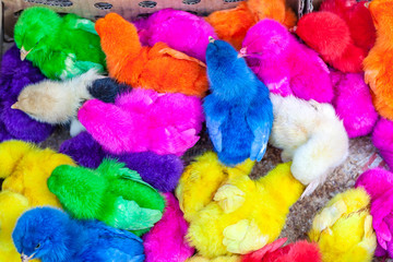 Fototapeta na wymiar Little multicolored fluffy chicks