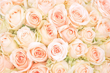 white roses as a background