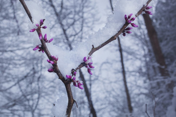 Fresh snow on a budding Redbud tree in North Carolina.