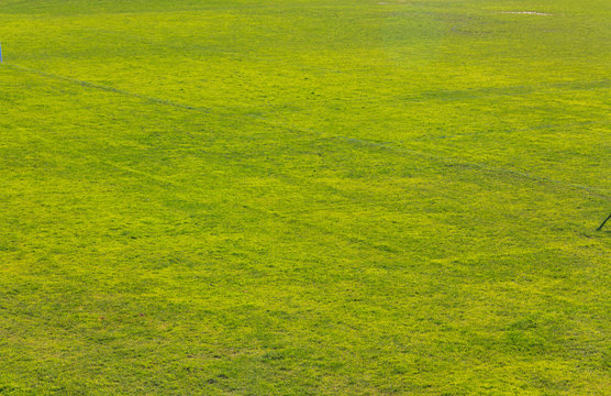 green grass texture background image. Soft selective focus and shallow depth of field