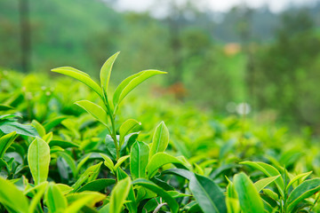 Tea plantation