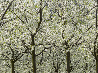 Blühende Obstbäume im Frühling