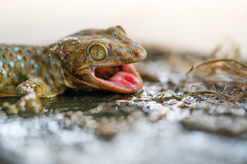 Closeup eye of gecko (Gekko gecko) on glue trap.