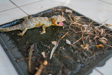 Close up shot : Tokay Gecko (Gekko gecko) on glue trap.