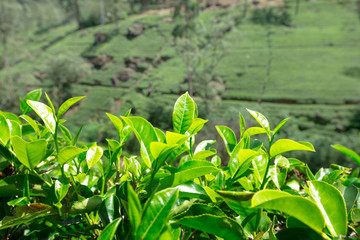 Tea plantation