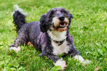 .Black dog lies in the grass