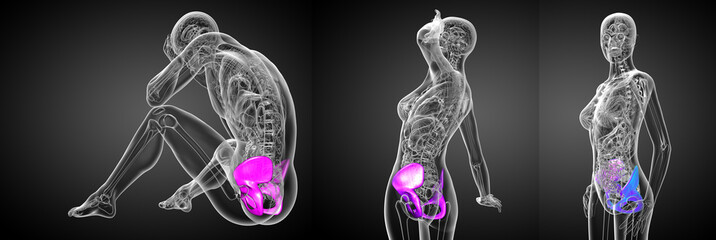 Obraz na płótnie Canvas 3d rendering medical illustration of the pelvis bone