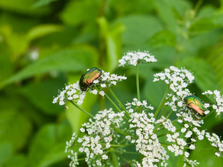 Two Green Rose Chafer, Cetonia Aurata, feeding on white flowers of Bishop's weed, macro, selective focus, shallow DOF
