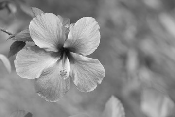 Large pink hibiscus flower - black and white