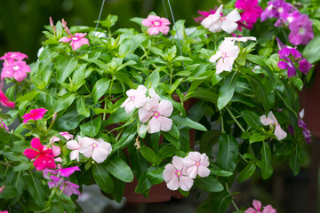 phlox paniculata different colors