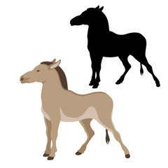 Kulan vector illustration style Flat set black silhouette