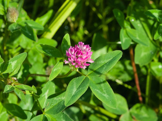 Flowers and leaves of Red Clover, Trifolium pratense, with bokeh background macro, selective focus, shallow DOF