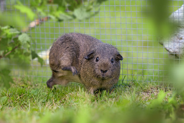 Meerschweinchen draußen