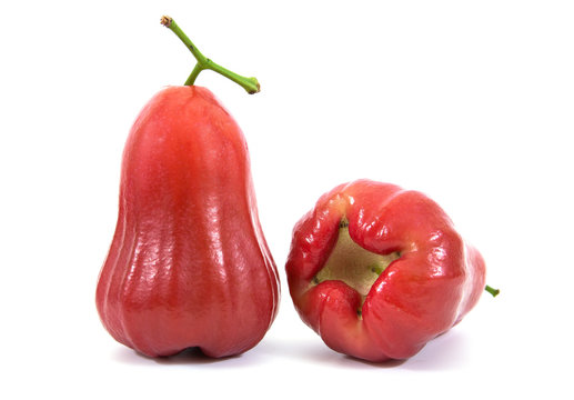 Javaapfel Bilder Durchsuchen 3,743 Archivfotos, und