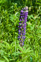 Wild Lupin flowers on stem full blossom, close-up, selective focus, shallow DOF