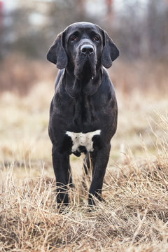 Black Puppy Brazilian Mastiff Fila Brasileiro Stock Photo