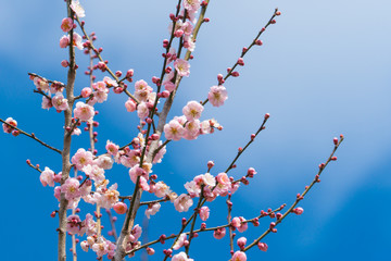Pink Plum Blossoms Against Early Spring Sky – Travel Visual Image